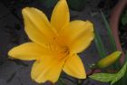 gelborange Taglilie Goldene Pagode Hemerocallis öfterblühend hoch im 18cm Topf